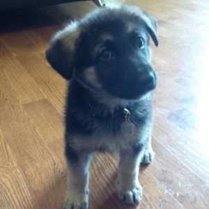 Meet your Posher, Alexi